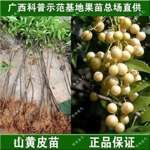 廣東黃皮樹(shù)苗批發(fā)全攻略 最新報(bào)價(jià)與選購(gòu)指南